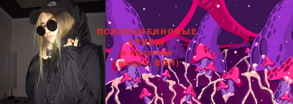 сатива Новозыбков